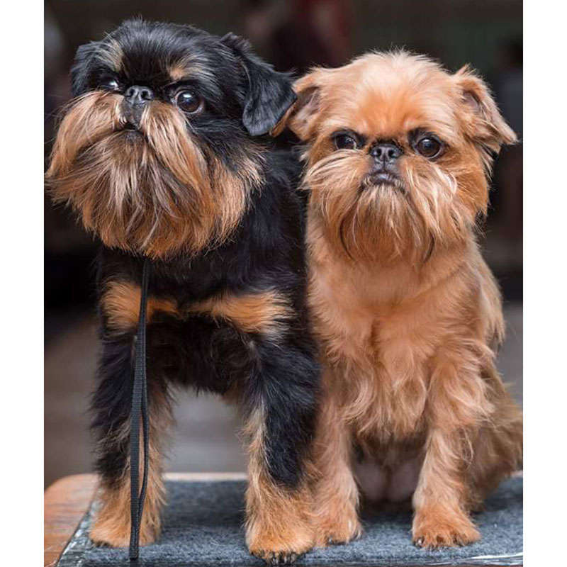 גריפון בלגי