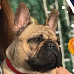 בולדוג צרפתי