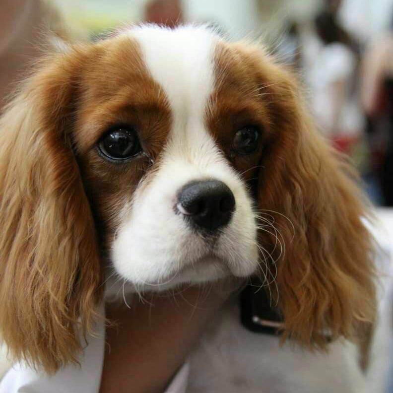 קבליר קינג צ'ארלס